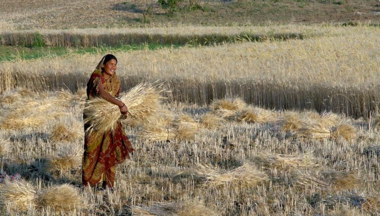Analysts say that the decision of the Indian government to ban wheat exports will deny farmers and traders the opportunity to earn from the global market. Copyright: Yann Forget (CC BY-SA 3.0). This image has been cropped.