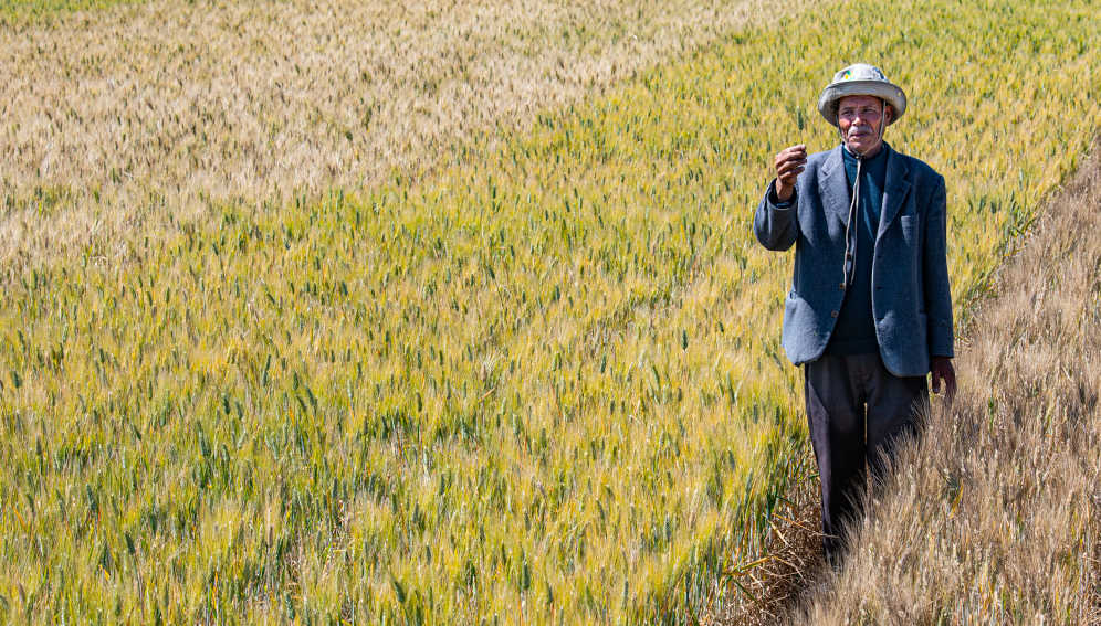 A farmer in Morocco showing off the new durum wheat. Credit: Michael Major.