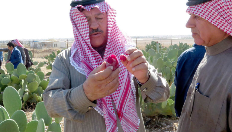Farmer tasting red fruit of cactus pear, in Madaba, Jordan, 2019. Copyright: Sawsan Hassan/ICARDA, (CC BY-NC-ND 2.0 DEED).