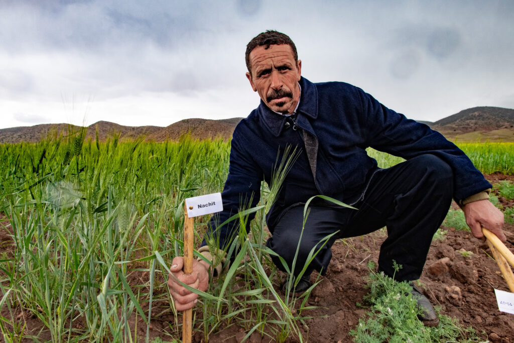 Farmer Aziz el Kaissi conducts a durum wheat trial in Ait Bouhou, Morocco, as part of an ICARDA project to collect data on improved crop varieties. Photo: Michael Major/Crop Trust.
