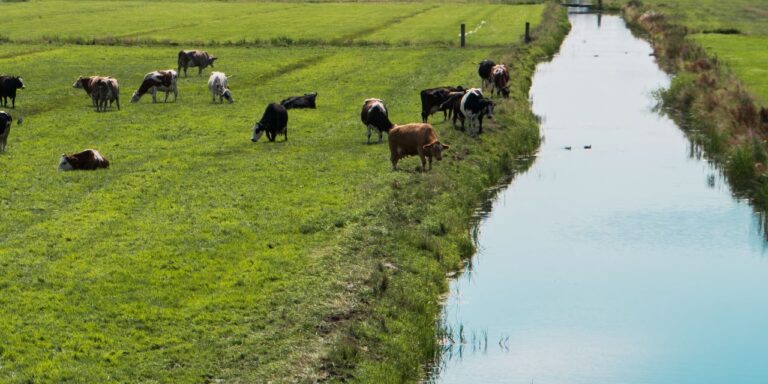 Image: Martynas Cerniauskas/shutterstock