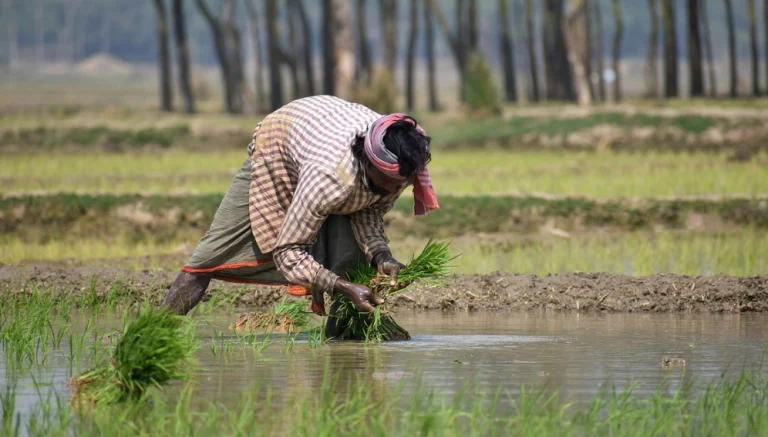 A farmer growing rice in India. Joha rice variety shows promise as an option for people with diabetes. Copyright: Sajal_Gallery_House, (CC BY-NC-ND 2.0)