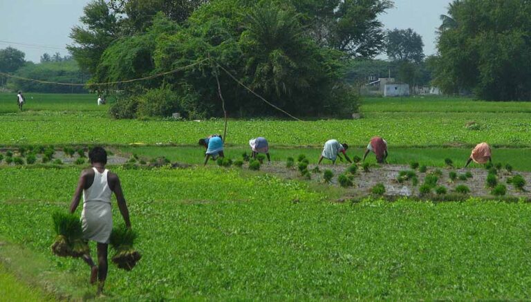 Farmers planting a new crop of rice paddy in Kanchipuram, Tamil Nadu, India. 38 million farmers received early monsoon warnings, helping avoid crop failure. Copyright: Mckay Savage (CC BY 2.0)