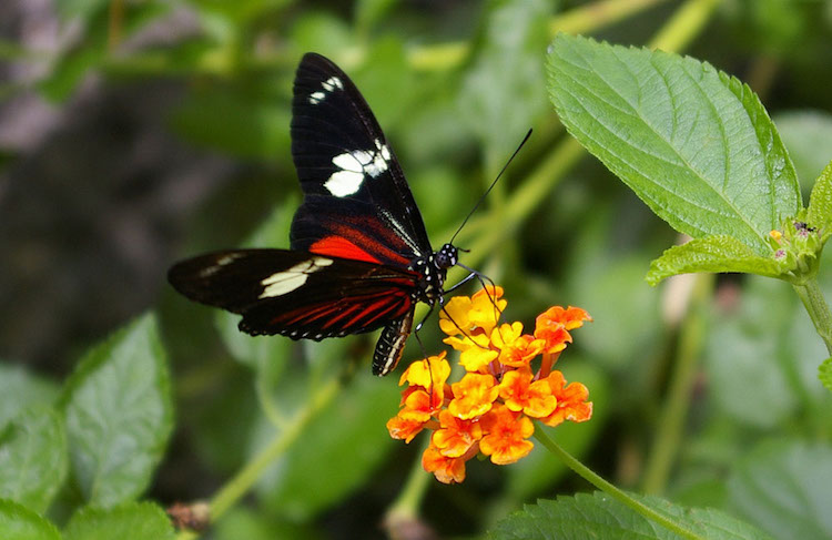Photo: Heliconius doris Linnaeus butterfly of Costa Rica. Credit: Wikimedia Com-mons.