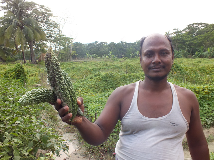 Aktar Hossain, a local farmer who adapted the new technique in Aminabad in Char Fasson, shows good harvest of vegetable from his crop field. Credit: Naimul Haq.