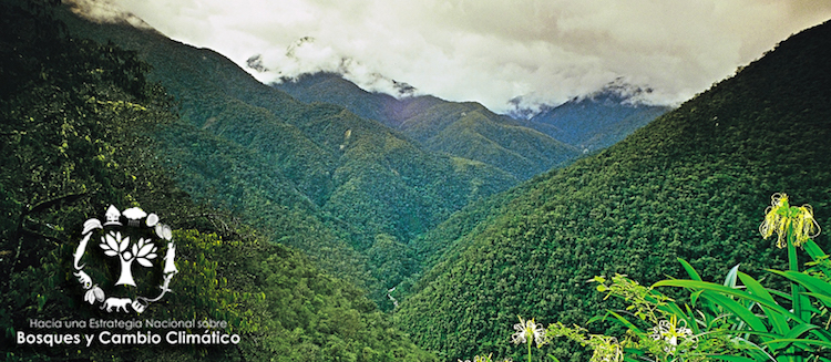 オクサパンパの再森林化：ペルーの課題と優先事項