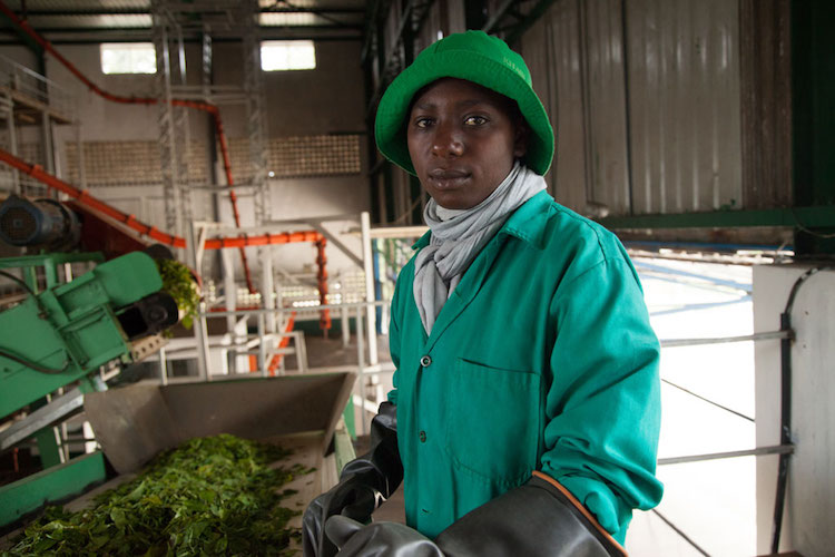 Photo: A worker sorts a green leaf tea before it reaches the main processing floor at the Kitabi Tea Processing Facility in Rwanda. Credit: A’Melody Lee / World Bank