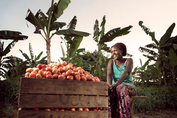 Photo: Olivia Nankindu, 27, surveys the fruits of her labor in the waning afternoon sunlight on her farm near Kyotera, Uganda. Credit: Stephan Gladieu|World Bank