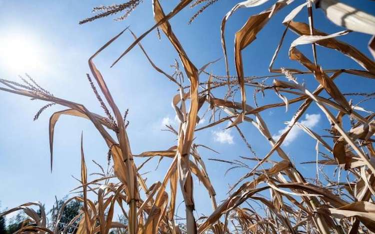 Photo: A dried cornfield is pictured on August 6, 2018 in Mitschdorf, eastern France, as a heatwave sweeps across Europe. Credit: phys.org