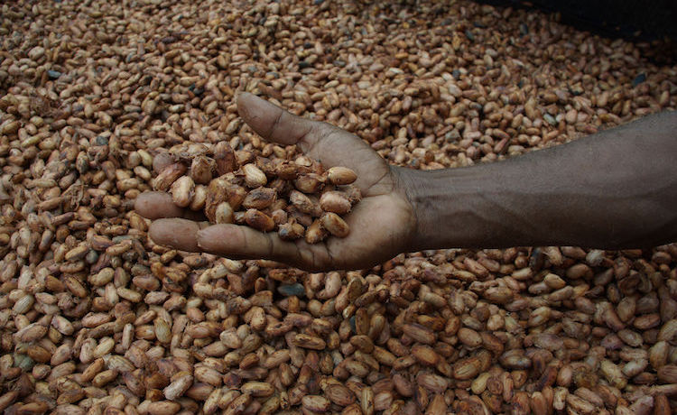 Photo: Close up of drying cocoa beans. CC BY 2.0