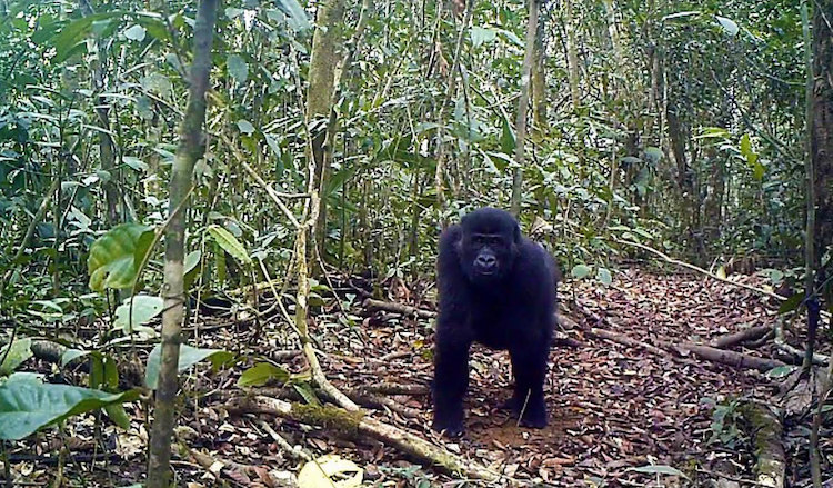 Photo: Gorilla in the Ebo Forest, located in Southwestern Cameroon. San-Diego Global Zoo