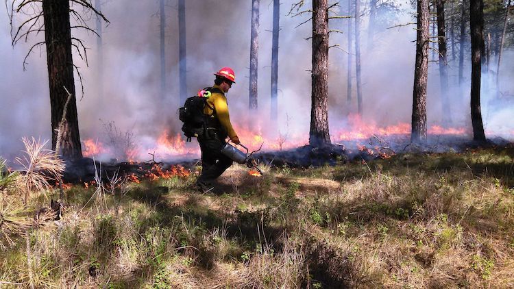 Photo: inland Northwest National Wildlife Refuge Fire Management staff conducted a fifty-acre prescribed fire at Turnbull National Wildlife Refuge earlier this spring. Credit: Ken Meinhart, USFWS. Public Domain.