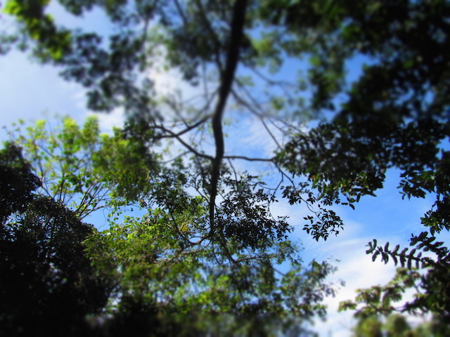 The natural reserve Finca Rosa Blanca in Heredia Province, Costa Rica. Credit: Fabiola Ortiz