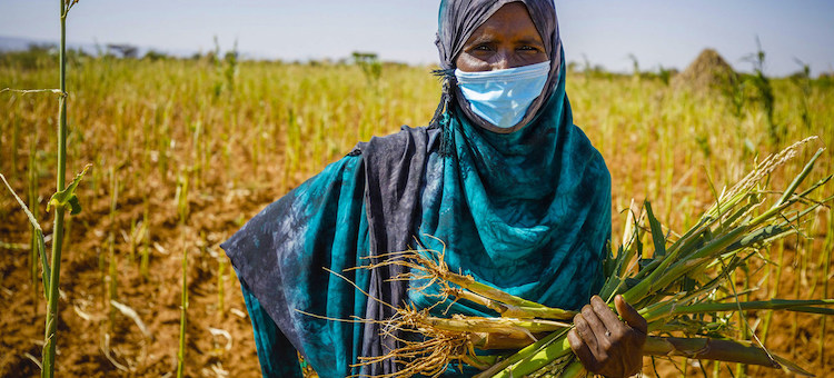 Photo: Food systems in Africa have been adversely impacted by climate-induced shocks, conflicts and most recently, COVID-19. © FAO/Petterik Wiggers