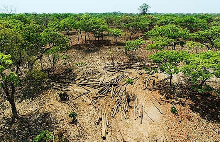 NGOs、コンゴ熱帯雨林の伐採再開を阻止するようドナー国に訴える