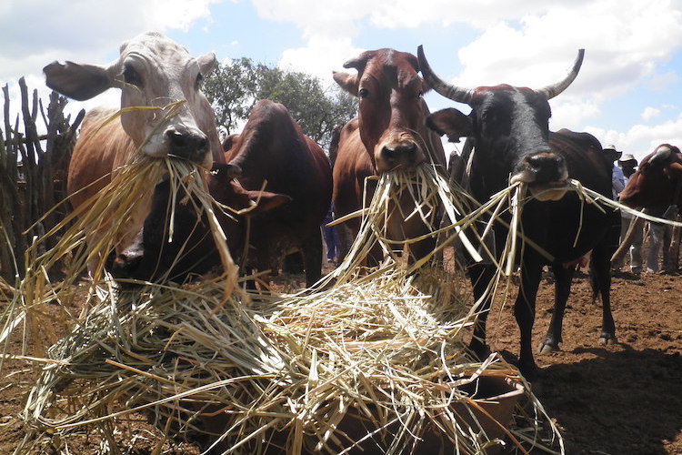 Photo (in Text): Livestock management is key in adapting to climate change-2. Credit: Busani Bafana