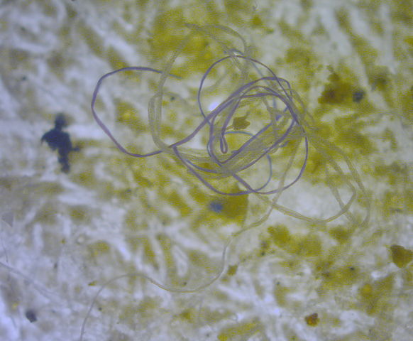 Microplastic fibers identified in the marine environment/ By M.Danny25 - Own work, CC BY-SA 4.0