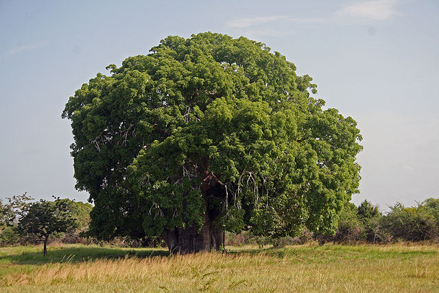 Baobab, Adansonia digitata in Bagamoyo Tanzania / Muhammad Mahdi Karim - Own work, GFDL 1.2