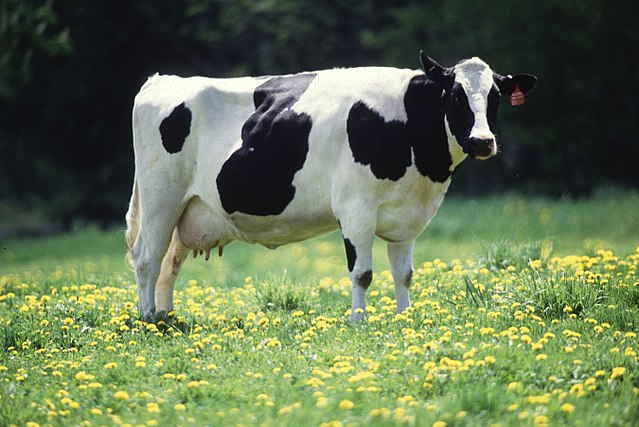 Holstein-Friesian milk cow/ Keith Weller/USDA, Public Domain