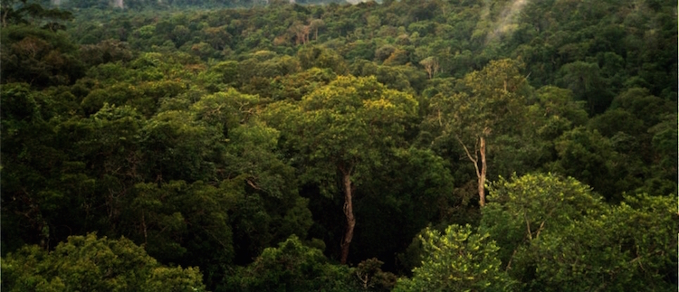View of Amazon basin forest north of Manaus, Brazil. / Phil P Harris. - Own work, CC BY-SA 2.5
