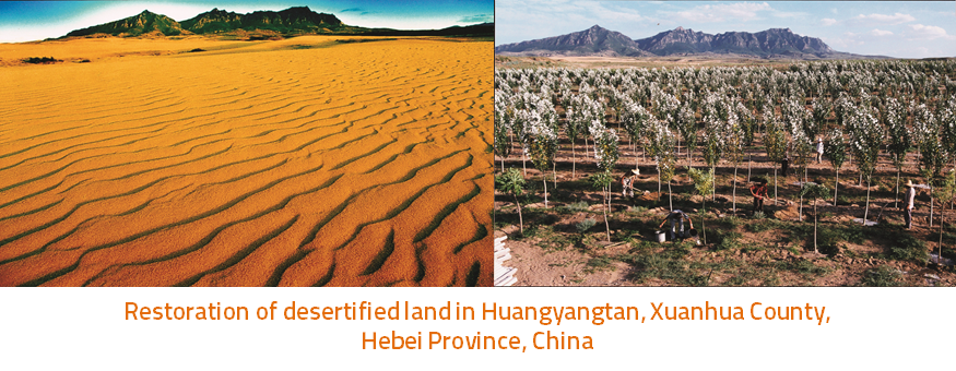 Restration of desertified land in Huangyangtan, Xuanhua Countym Hebei Province, China/UNCCD