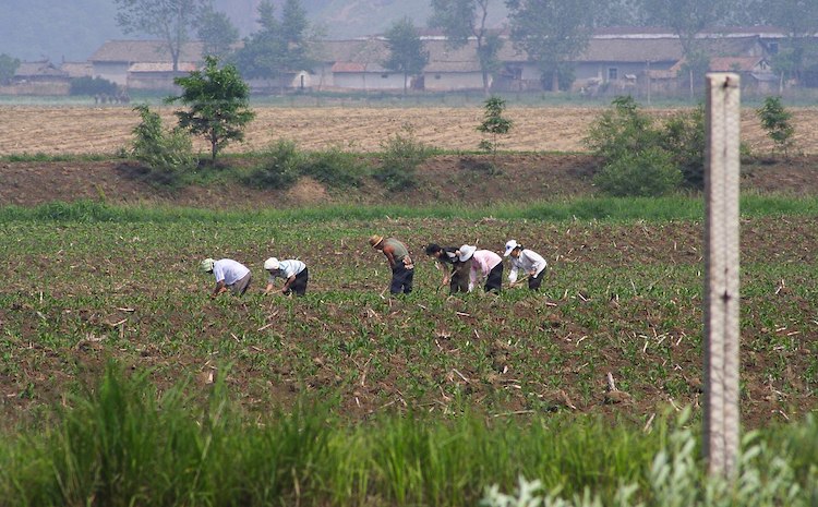 Photo: North Korean farmers in a field. Wikimedia Commons.