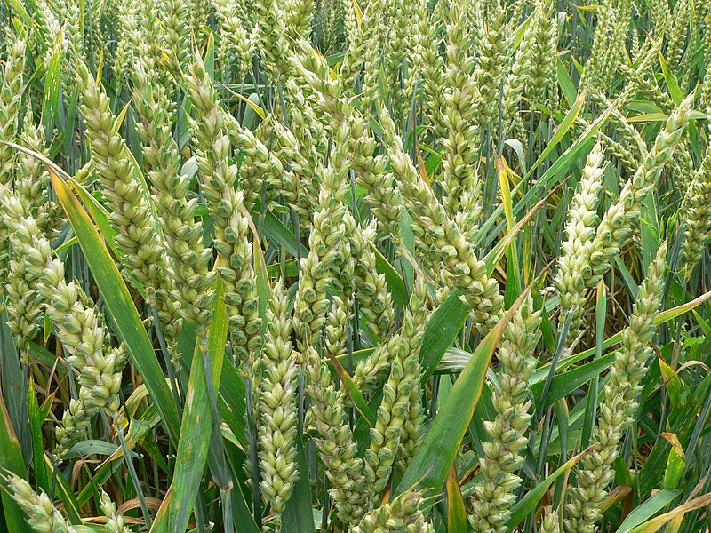 Wheat (Triticum aestivum) near Auvers-sur-Oise, France, June 2007/ Wikimedia Commons