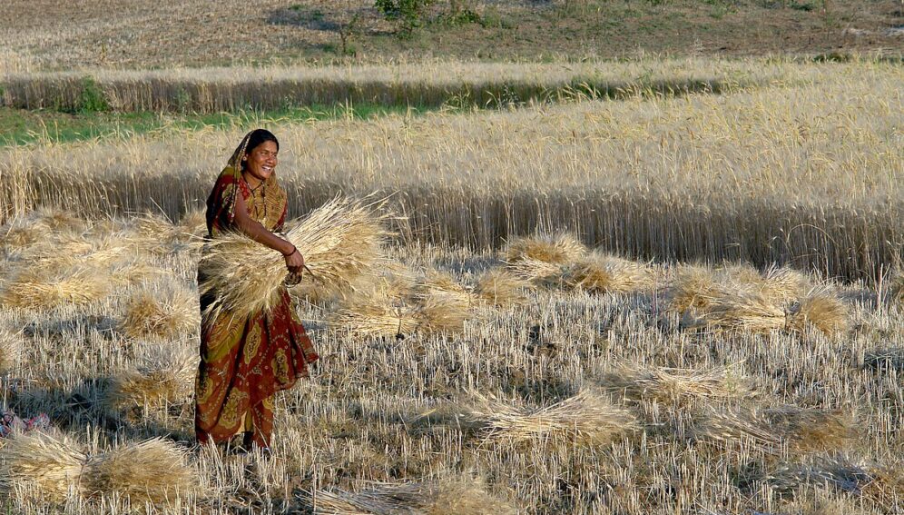 Analysts say that the decision of the Indian government to ban wheat exports will deny farmers and traders the opportunity to earn from the global market. Copyright: Yann Forget (CC BY-SA 3.0). This image has been cropped.
