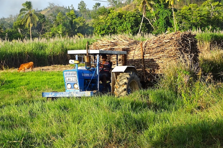 Photo: A cane farmer transporting the cane harvest to the mill. Credit: Kalinga Seneviratne