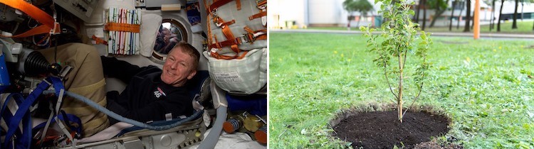 Image: A collage of Tim Peake, an astronaut of the International Space Station by the British/European Space Agency (timpeake.com), with a special apple tree grown from seeds taken into space. The tree was planted on the Vienna International Centre (VIC) grounds on 26 September 2021 to inspire future generations of space scientists.