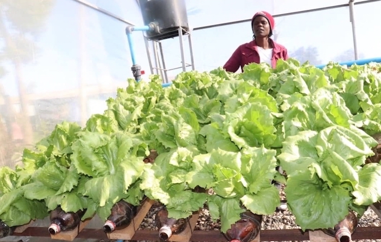 Photo: Zimbabwean farmer Ruth Rugejo runs a hydroponics sytstem that uses recycled plastic bottles at her home in Gweru. Credit: Kudzai Mpangi.