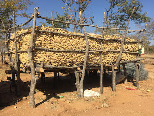 Photo: 63-year-old Livias Gono of Mufakose high-density suburb in the Zimbabwean capital's harvested maize stored in a makeshift barn near his urban home. Credit: Jeffrey Moyo/ IDN.