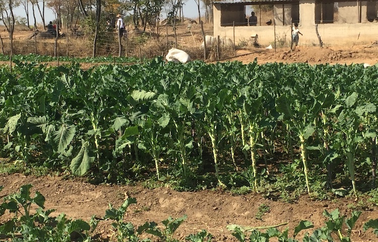 Photo: Some urban Zimbabweans have resorted to growing vegetables in their backyards to supplement their food amidst rising inflation in the country. Credit: Jeffrey Moyo/ IDN.