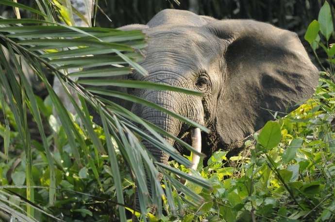  Forest elephant, Loxodonta africana cyclotis/ By dsg-photo.com - Own work, CC BY-SA 3.0
