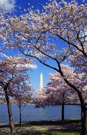  Japanese cherry trees (Sakura), a gift from Japan in 1965, adorn the Tidal Basin in Washington, D.C. during the National Cherry Blossom Festival. The Washington Monument is visible in the distance. Credit: US Department of Agriculture.